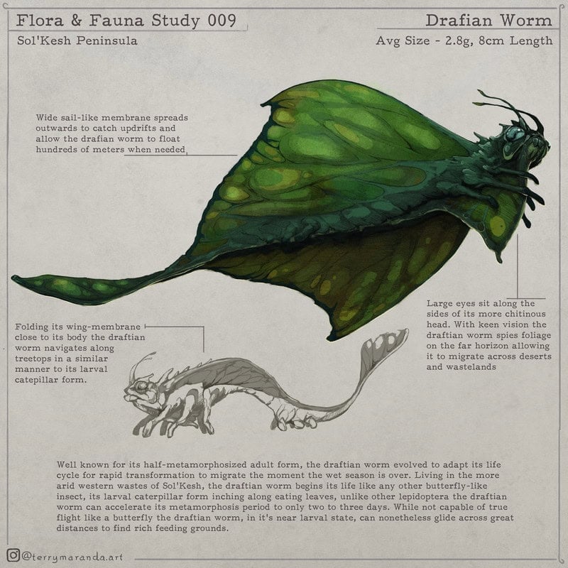 Illustration of a Drakian Worm with sail-like membrane and detailed bug anatomy, perfect for art journals or speculative evolution enthusiasts. The creature appears in two stages: adult drifting on wind, and smaller larval form on the ground. Includes text detailing its life cycle and behavior.